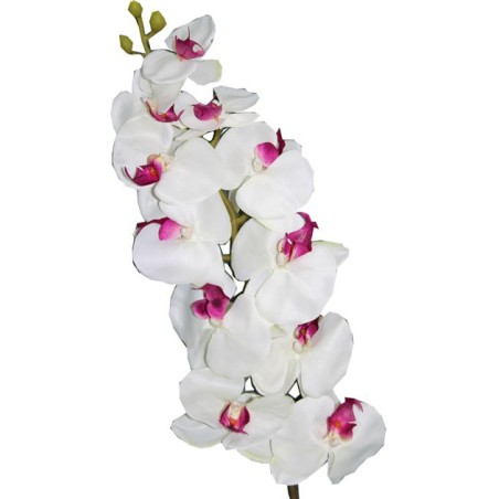 Tige d'orchidée LOTUS