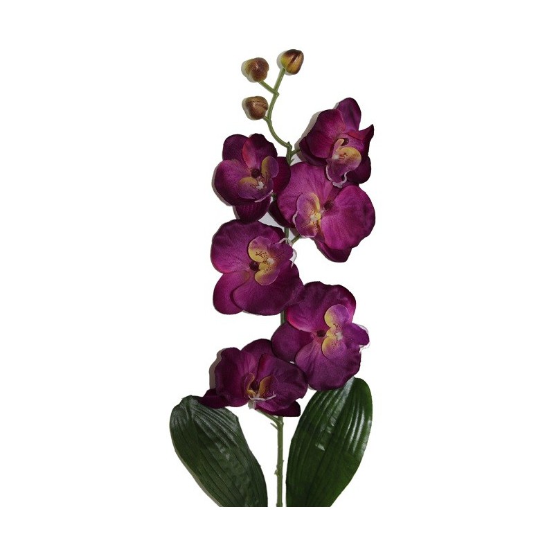 Tige d'orchidées SINGAPOUR