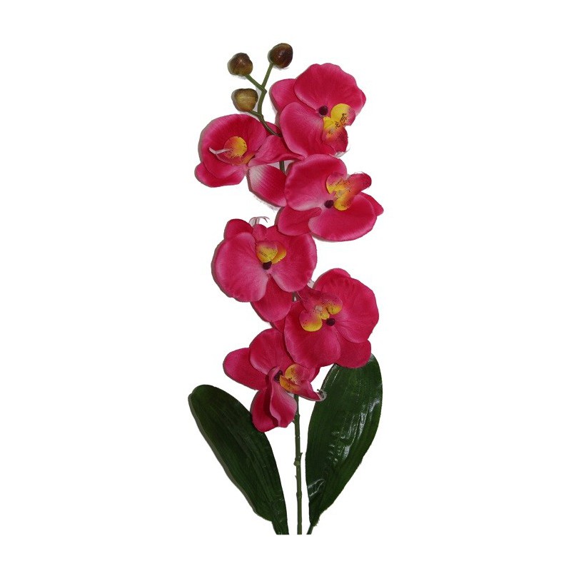 Tige d'orchidées SINGAPOUR