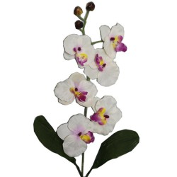 Tige d'orchidées SINGAPOUR
