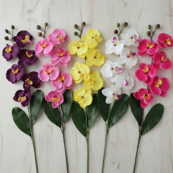 Tige d'orchidées SINGAPOUR