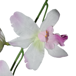 Tige d'orchidées THAÏ