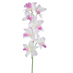 Tige d'orchidées THAÏ